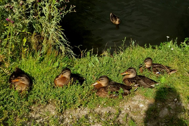 animals