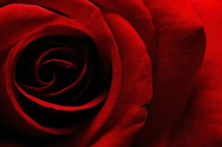 Red Rose