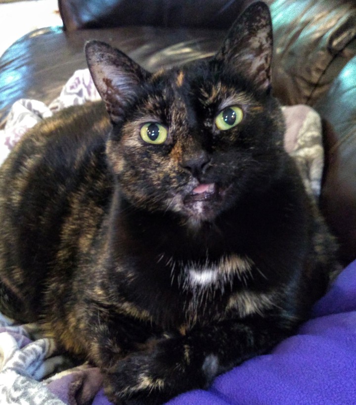 Crazy cat