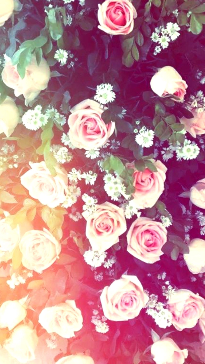 (rose)