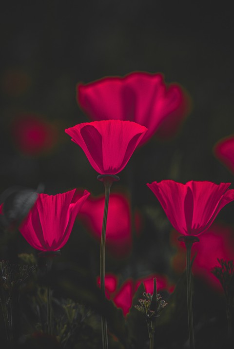 tapety Garden, plant