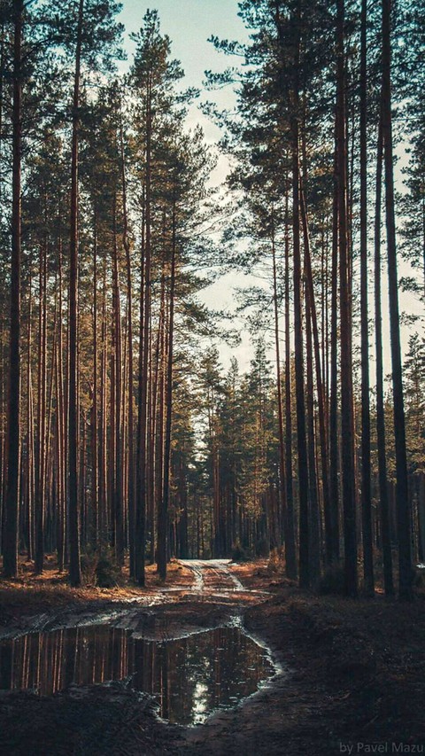 tree