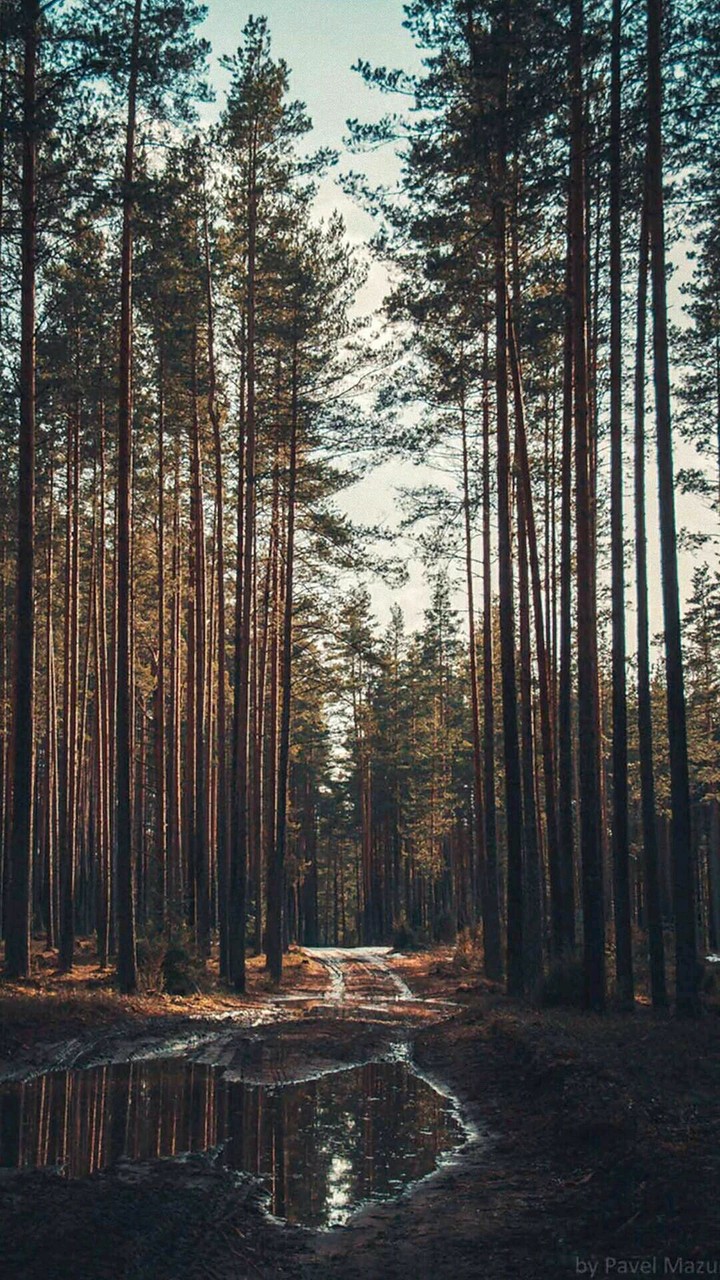 tree