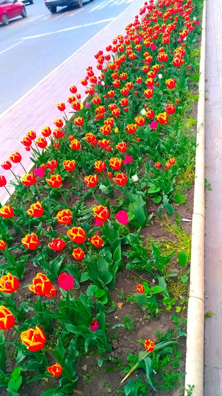Tulips