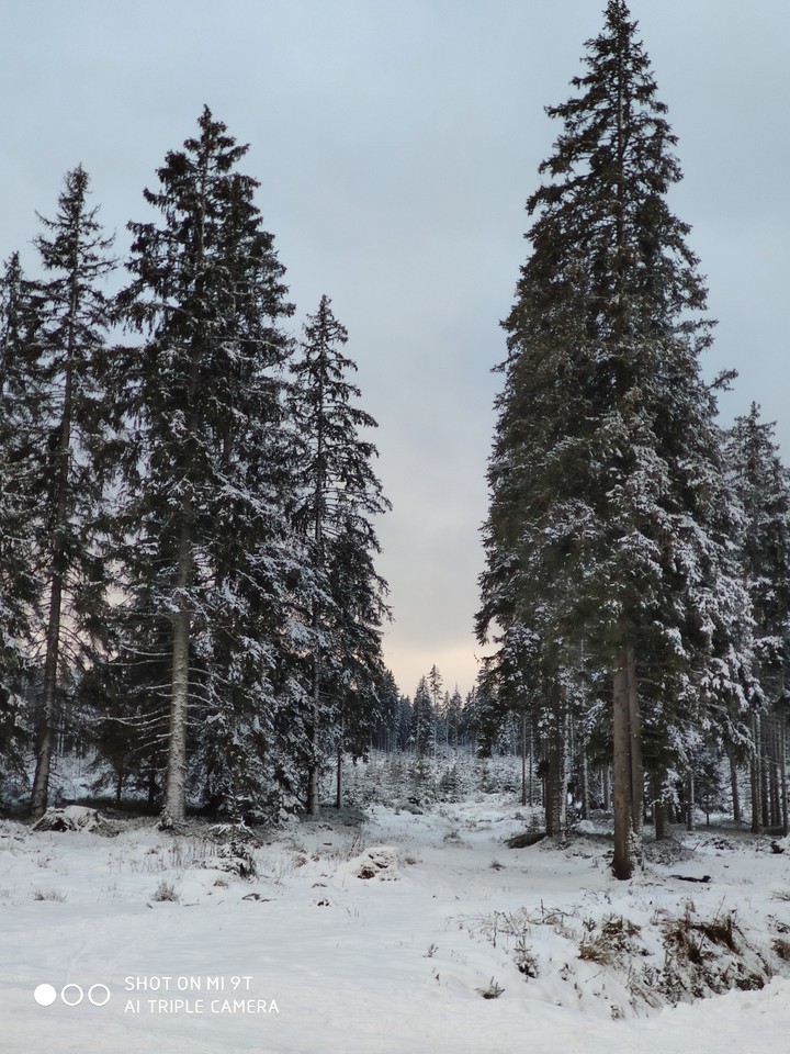 snowy forest