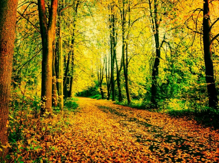 autumn