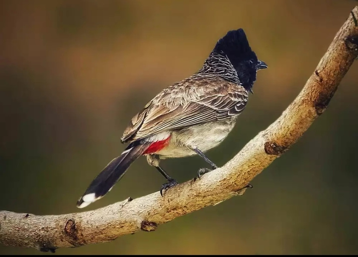 Bulbul