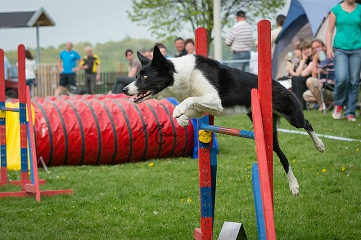 The Border Collie Because There Is No Better Dog