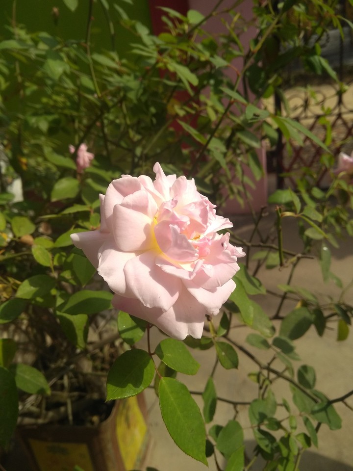 simple click