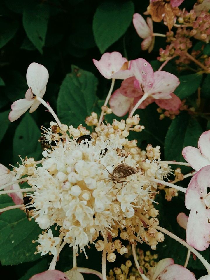 Moth on Flower