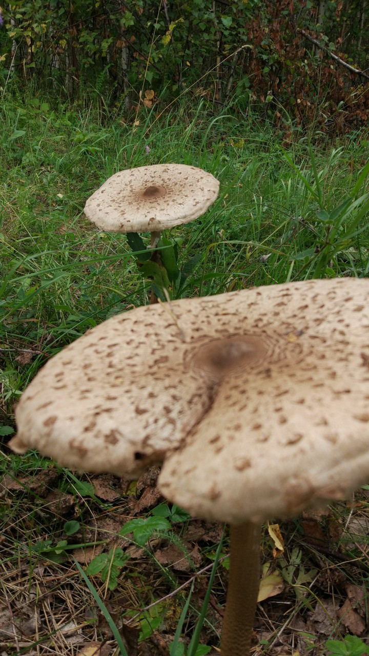 mushrooms