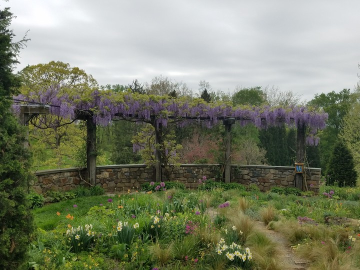 Wisteria