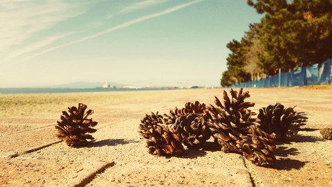 Pine cones