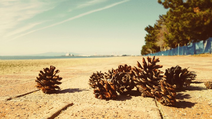 Pine cones