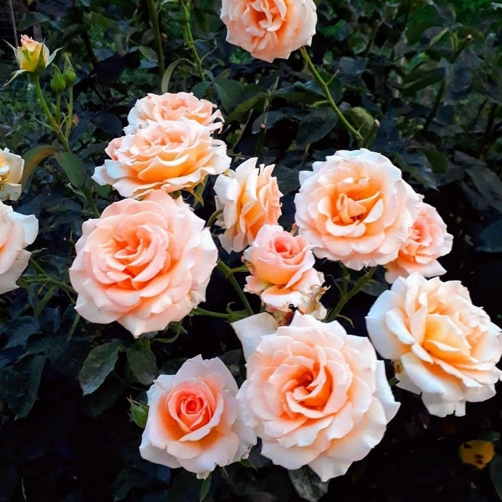 rose