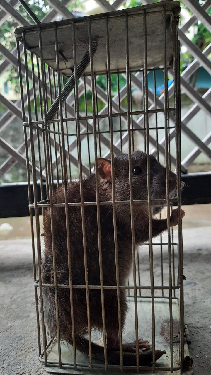 mouse