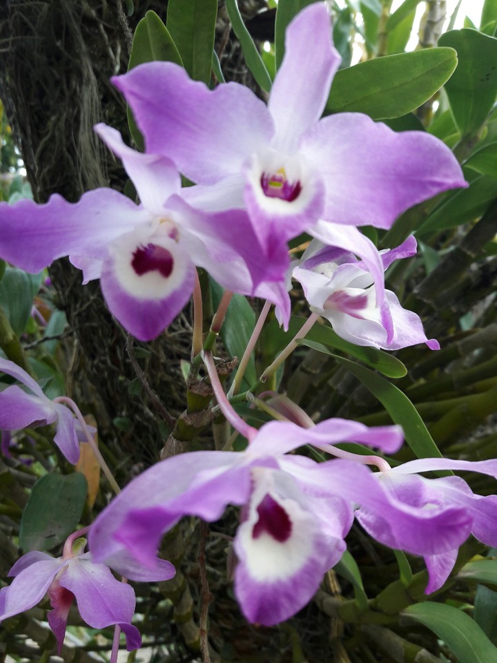 flores