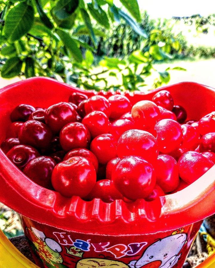 Summer  and Cherry