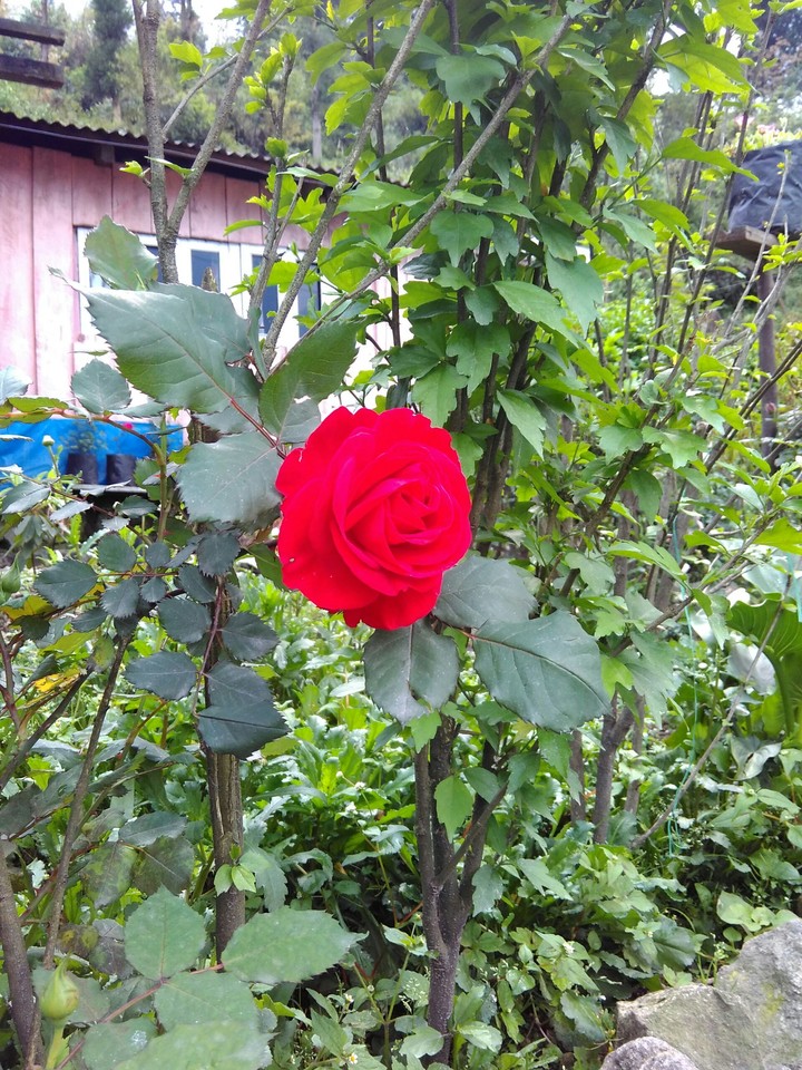 Rose