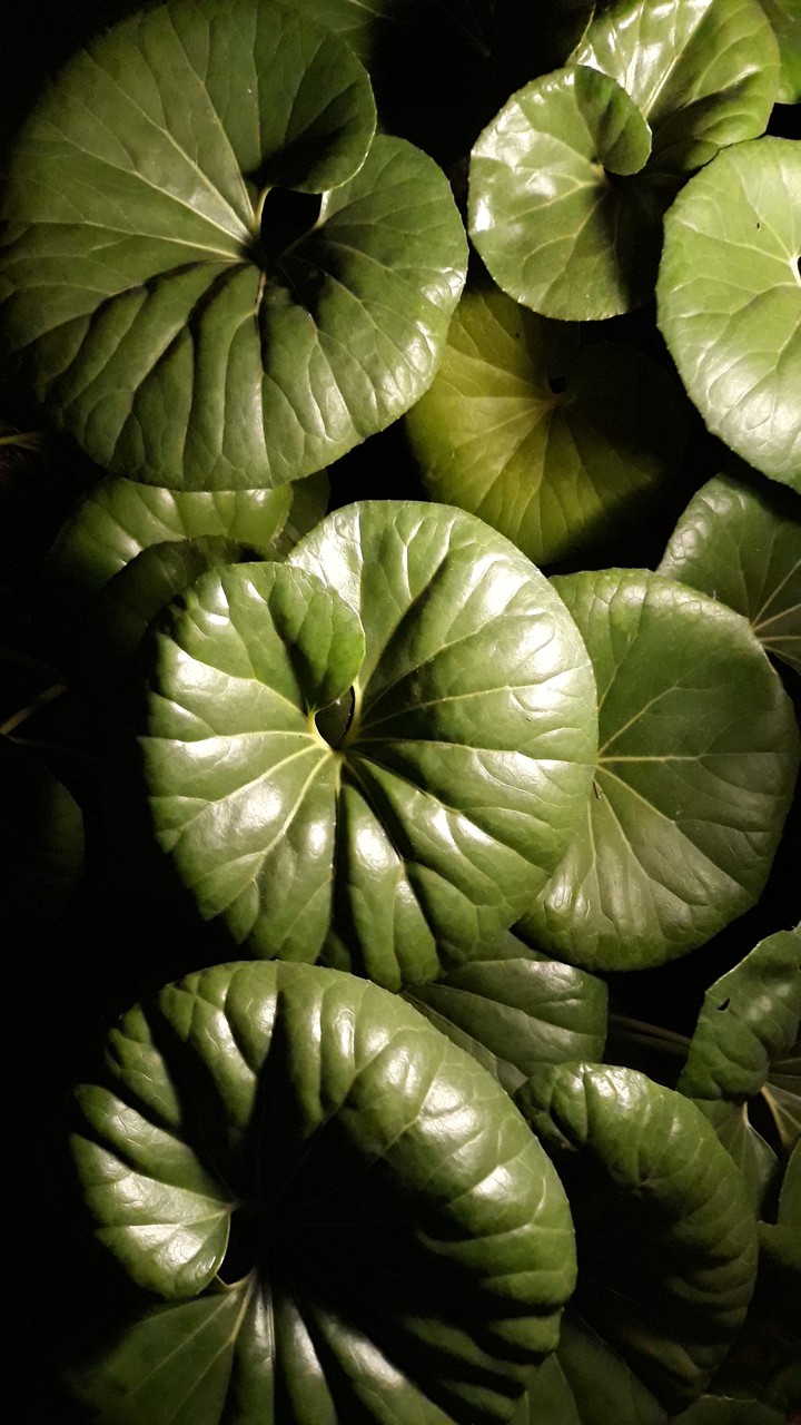Leopard Plant
