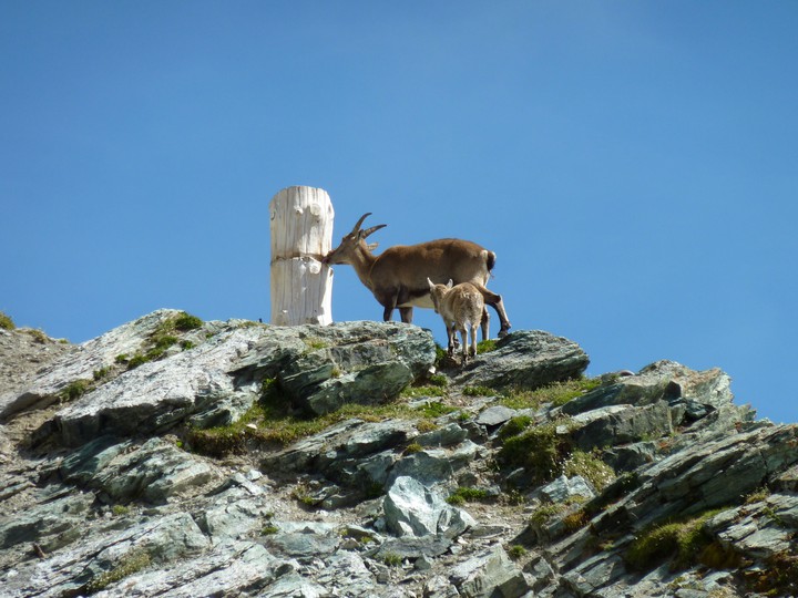 Steinbock auf dem Gornergrat