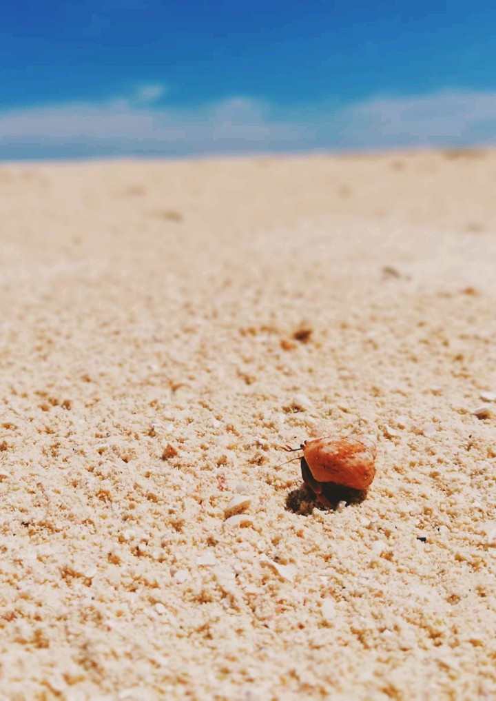 Paguretto solitario