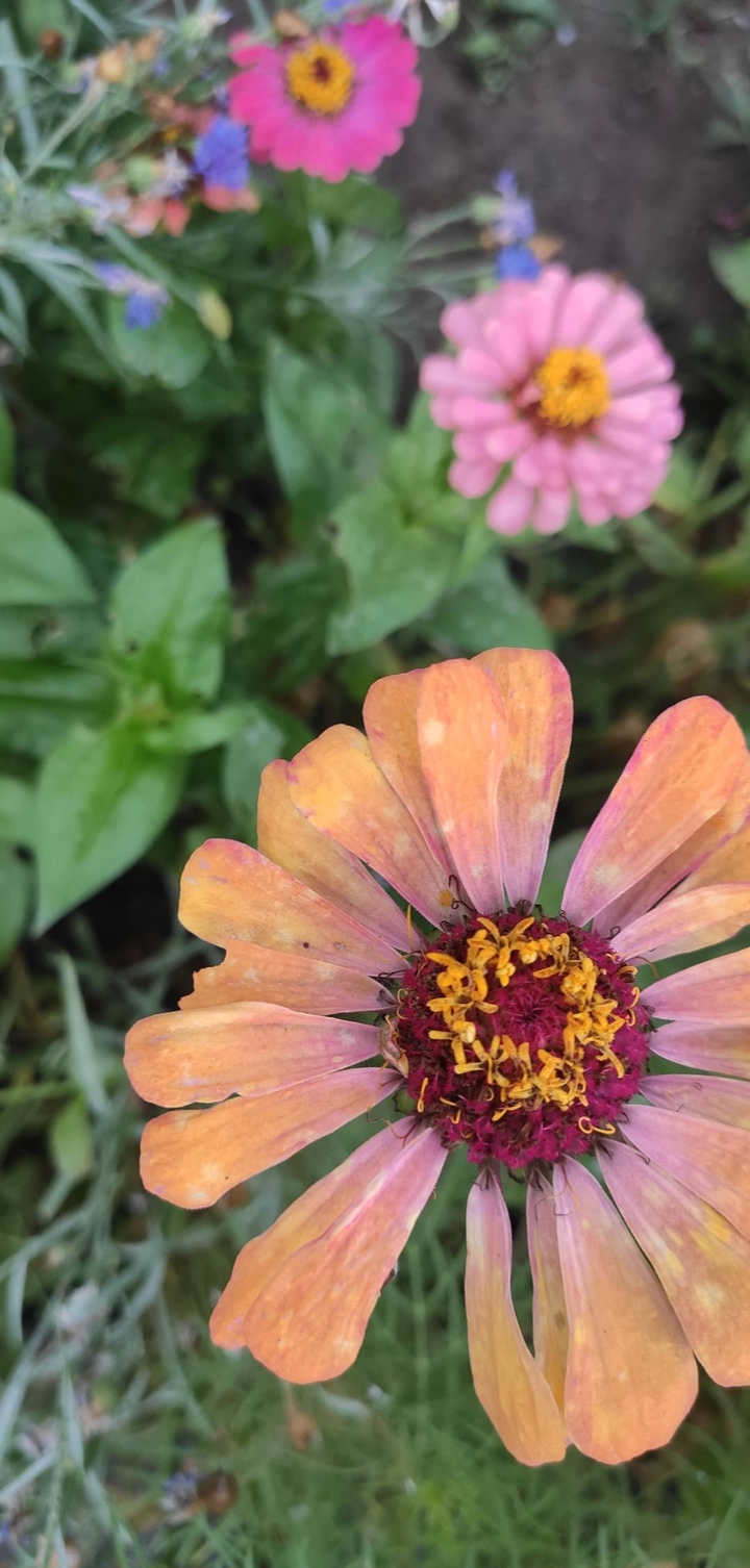 Flowers