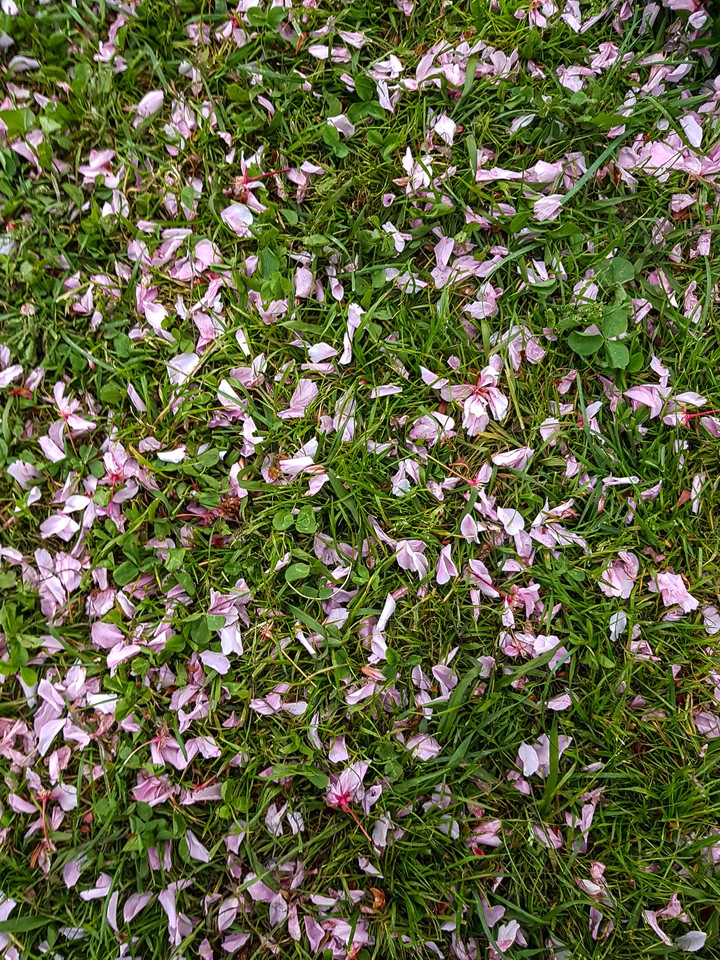 the petals