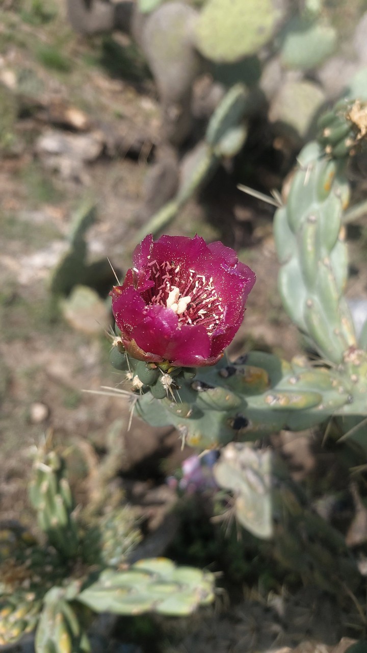 flor de cardenche