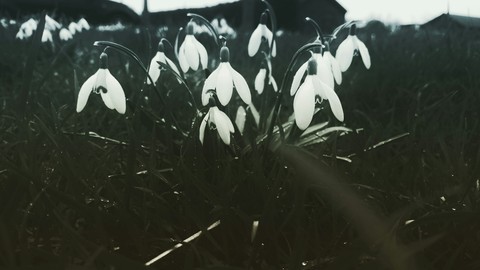 You can cut a flower bit can't kill spring