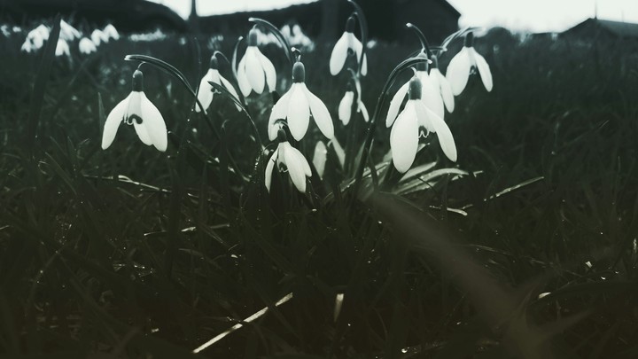 You can cut a flower bit can't kill spring
