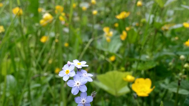 flowers