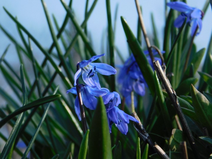Blue Star in the Garden