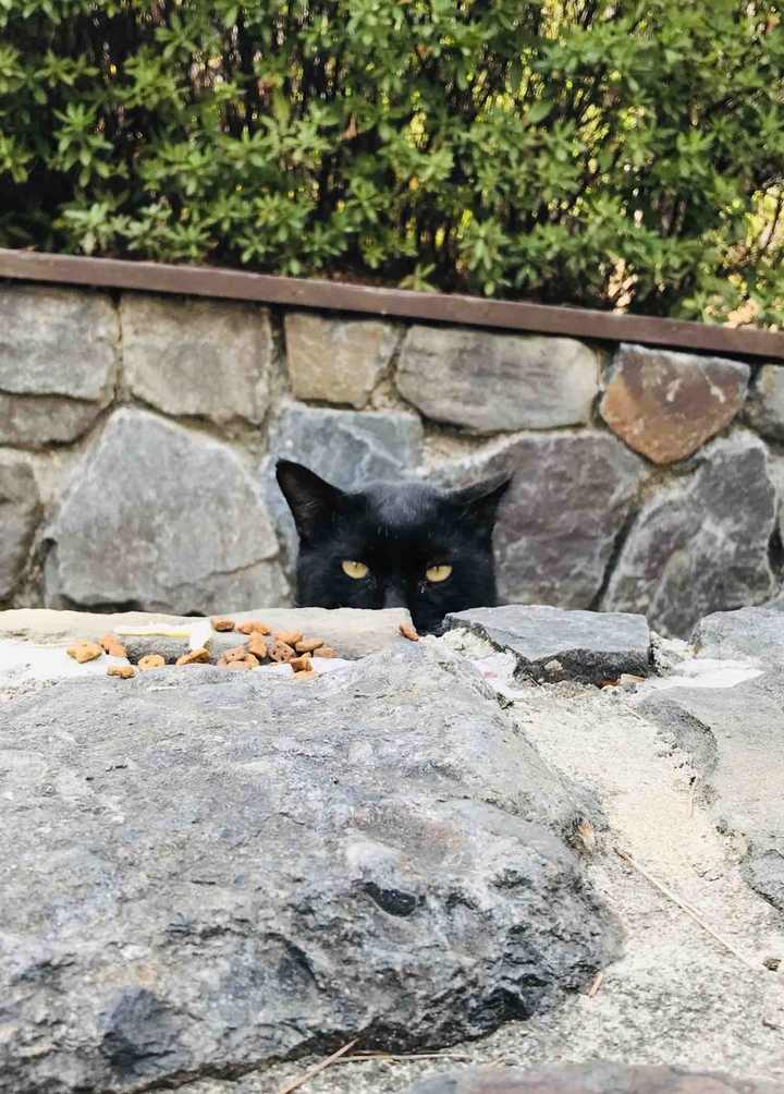 a cat