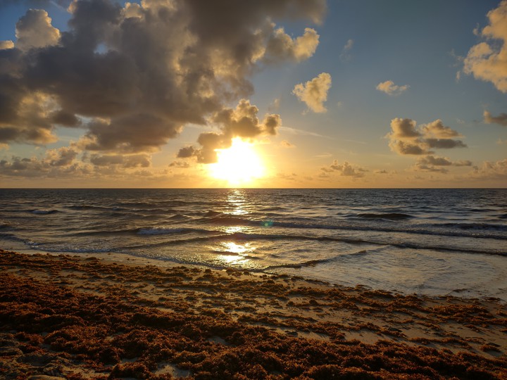 Seaweed Sunrise