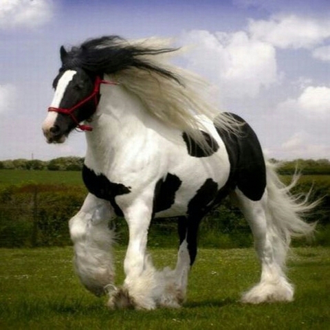 horse, mare壁纸