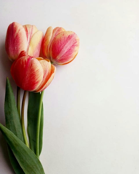 шпалери spring, petal