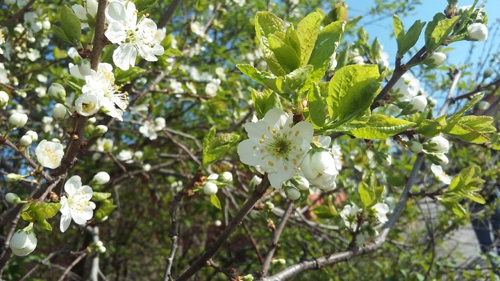 flower