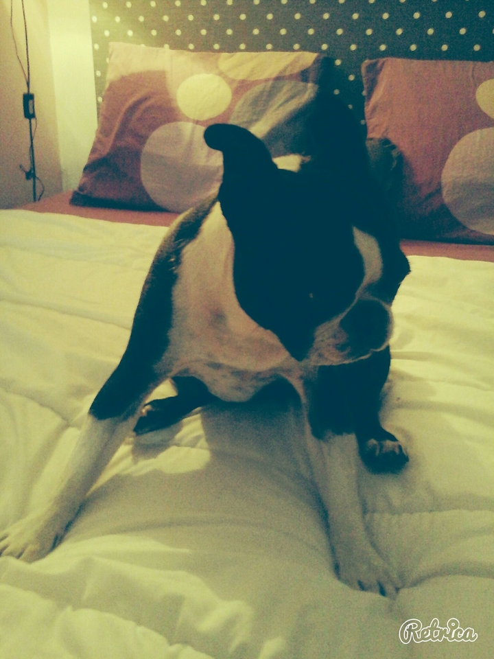 Boston Terrier