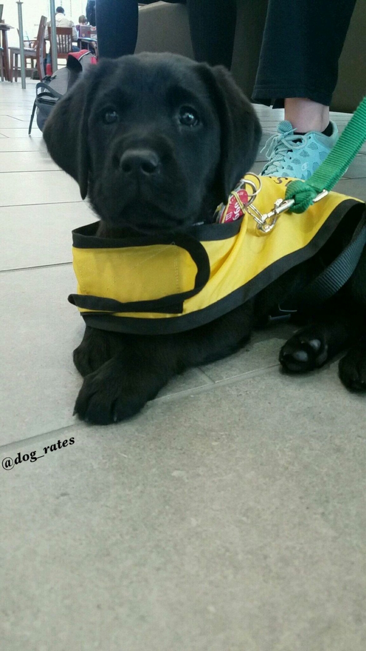 guide Dog..