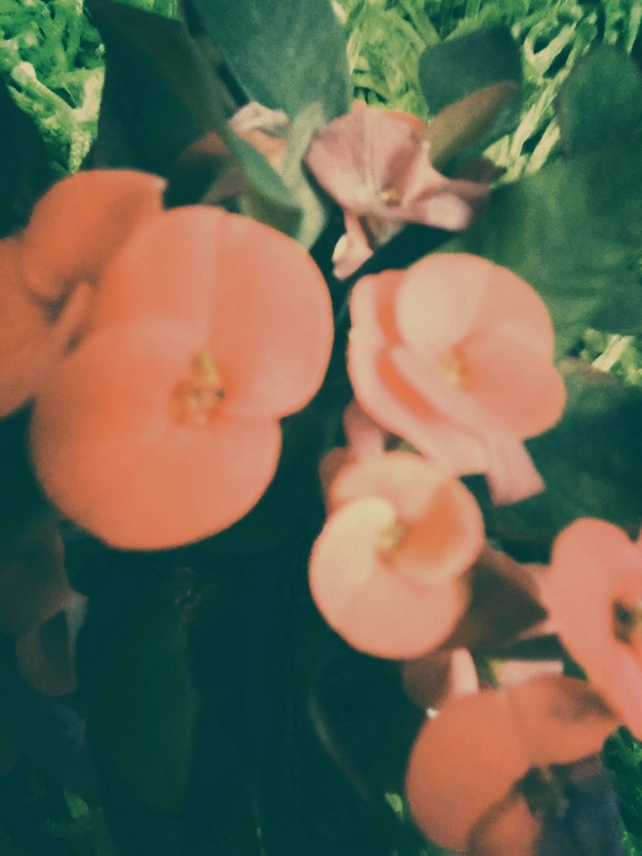 Blüten