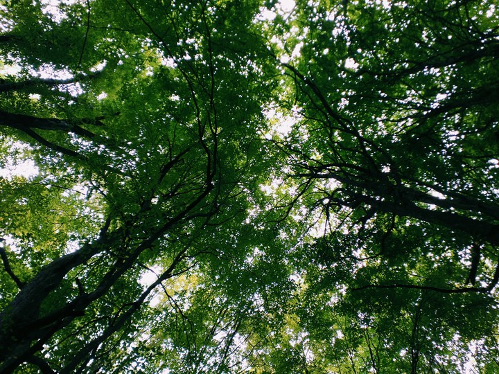 tree