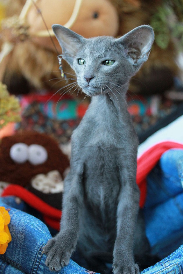 кошка кот