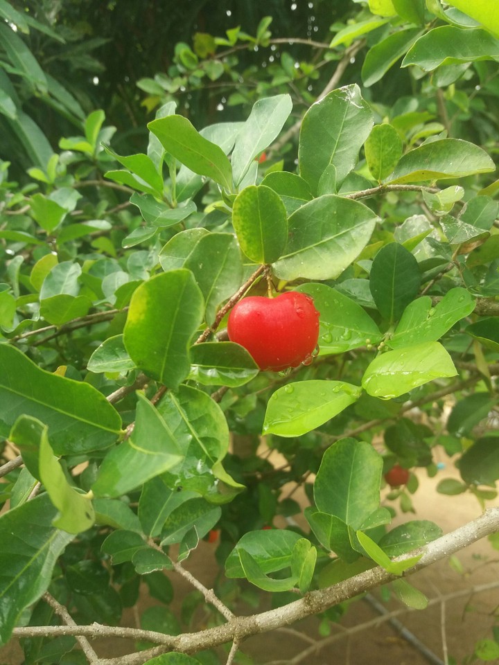 Acerola