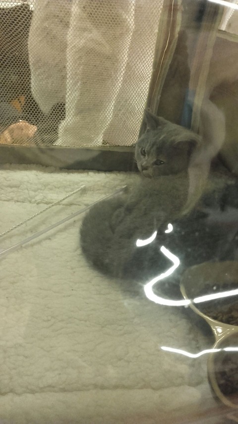 Wut?