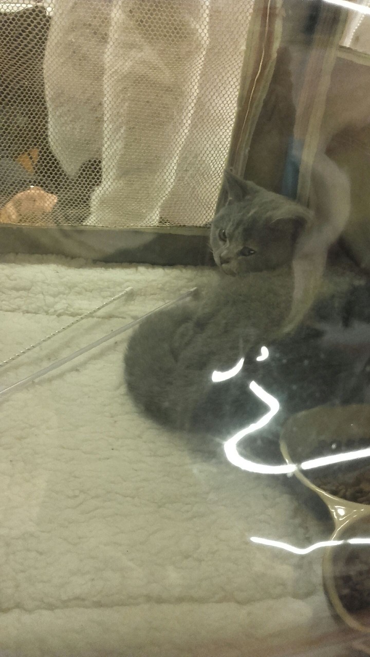 Wut?