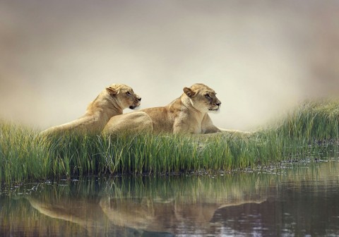 шпалери fauna, cheetah