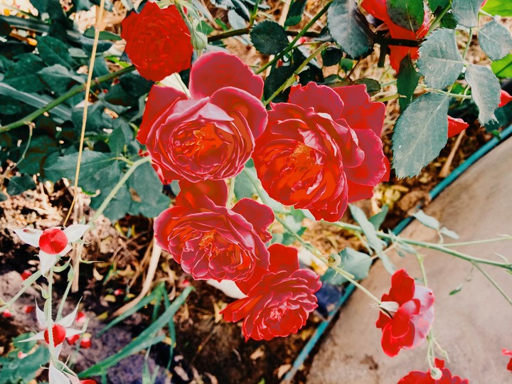 flowers