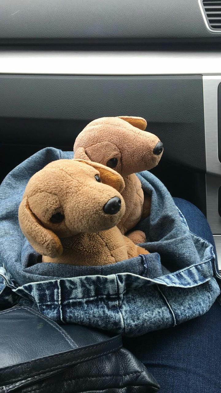 Oenedogs