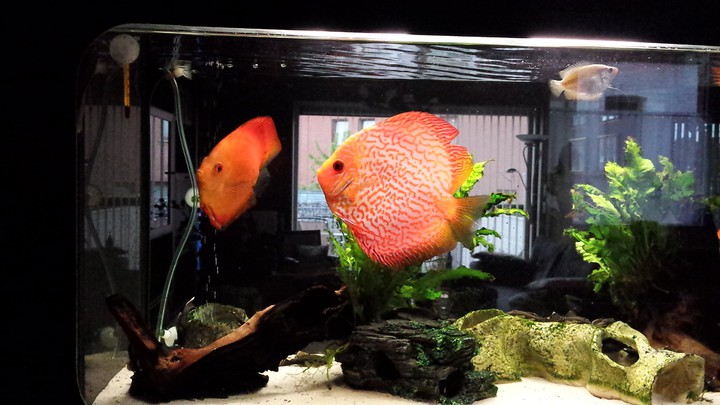 Mes Poissons personnel.